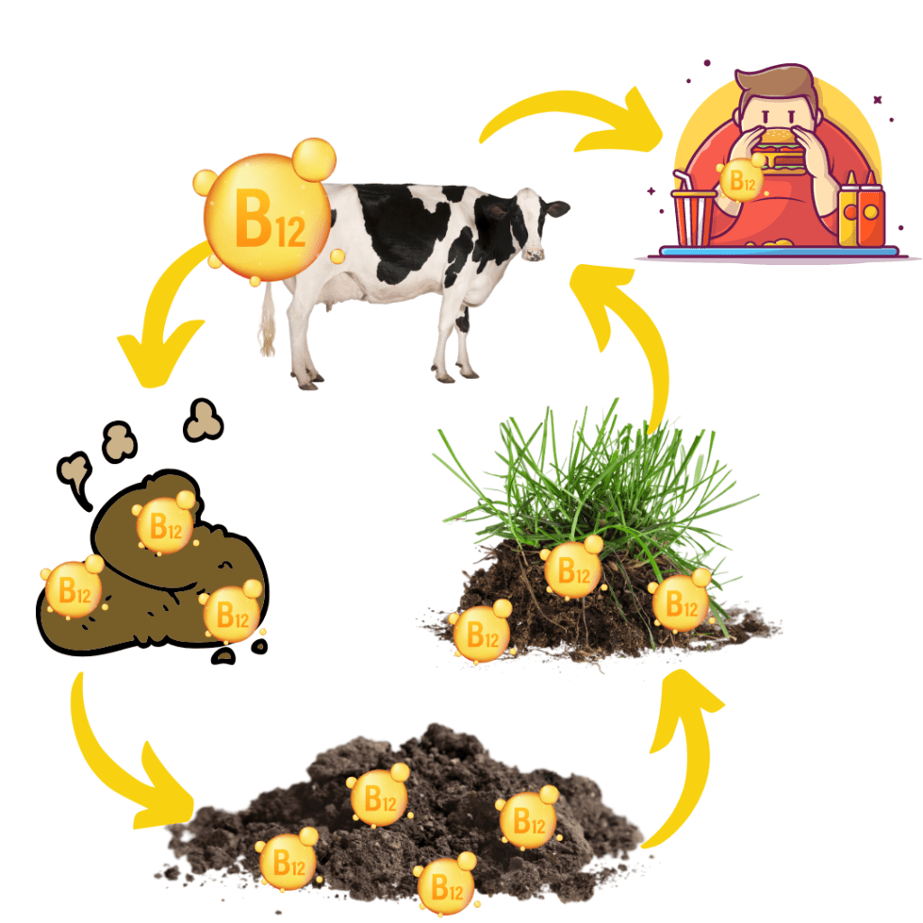 b12 illustratie natuurlijke cycli